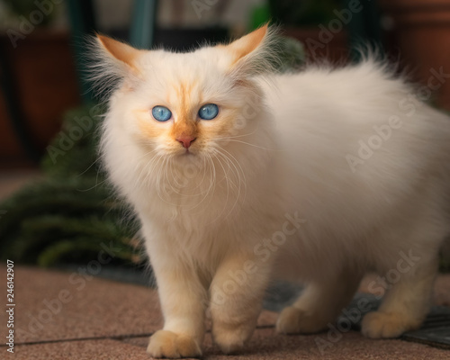 Birman mix kitten looking worried