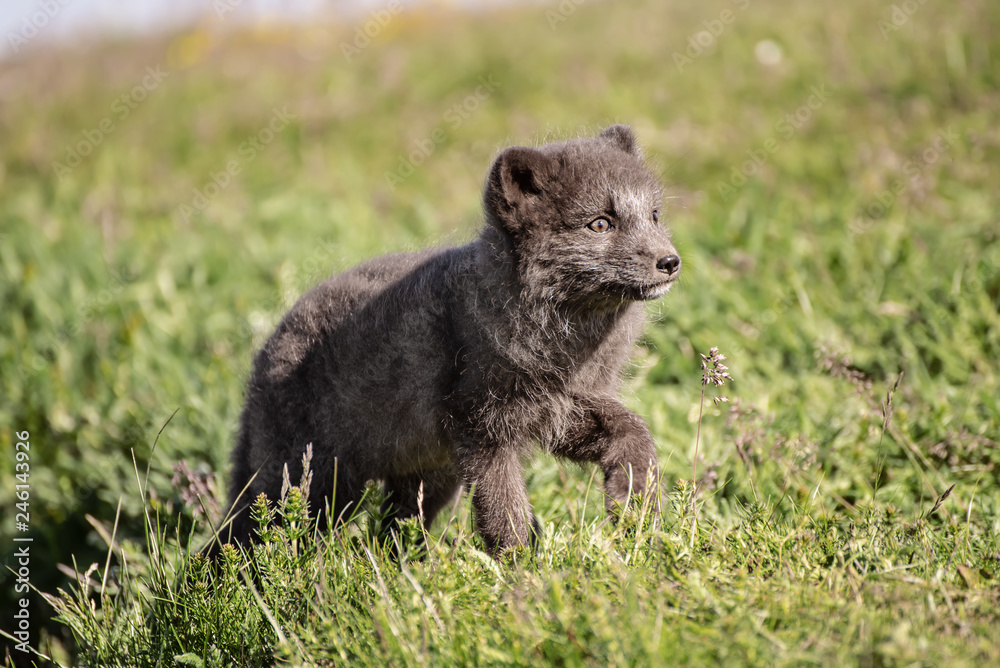 Fototapeta premium Arctic fox cub