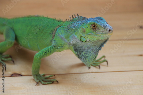 Chameleon - tropical green lizard. Exotic reptile