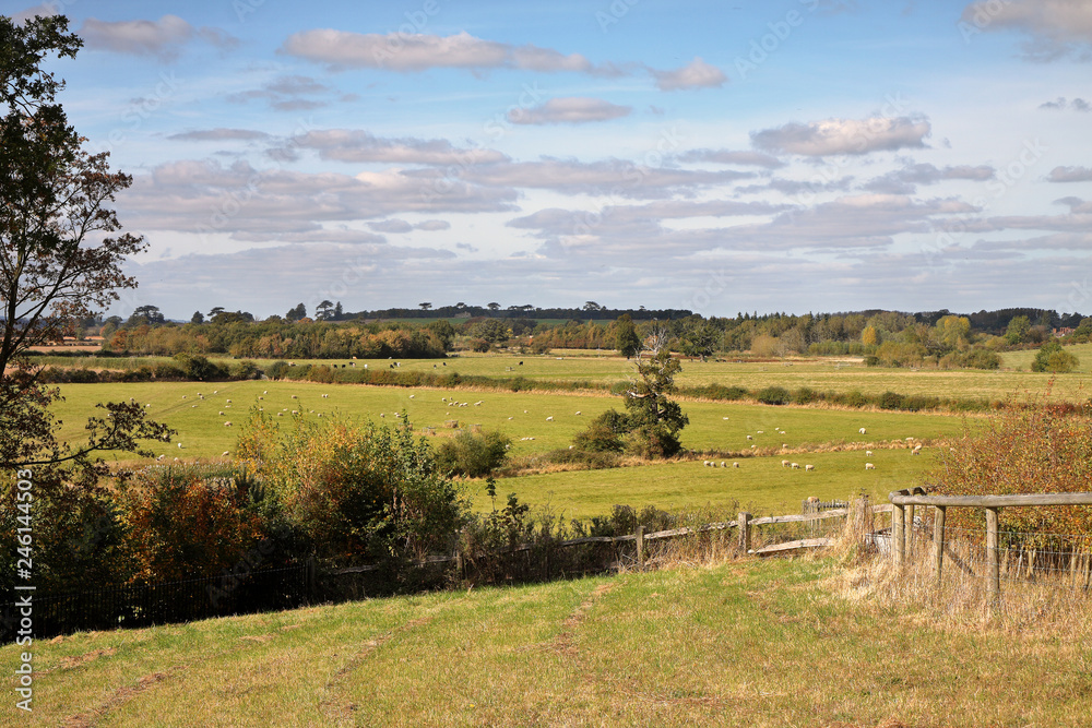 An English Rural Landscape with Grazing Sheep