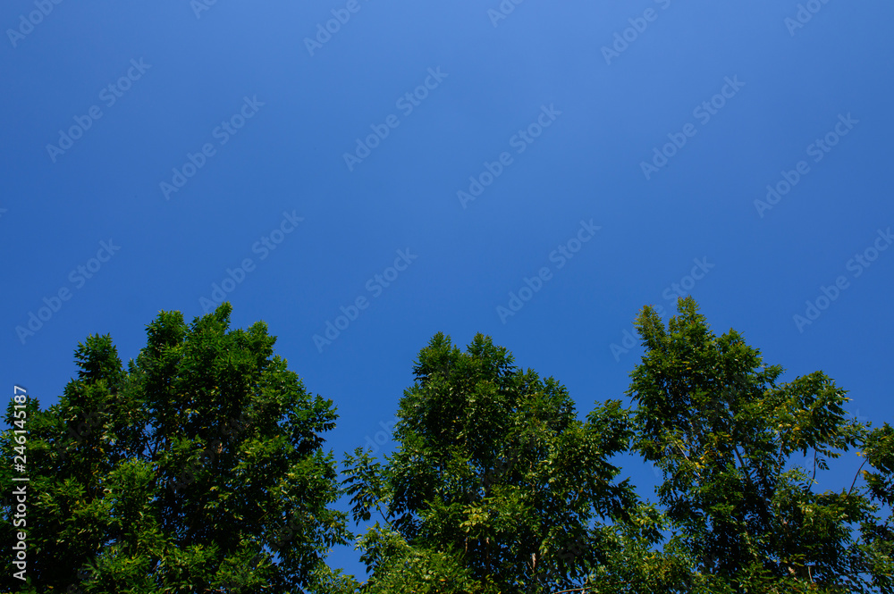 The tops trees on a background of blue sky The tops trees on a background of blue sky