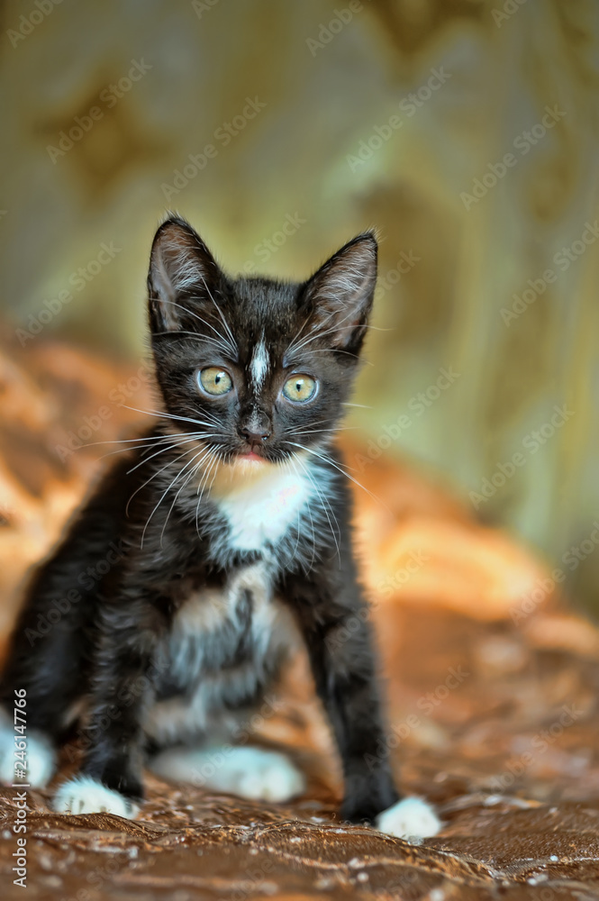 little playful black and white kitten on the couch little playful black and white kitten on the couch