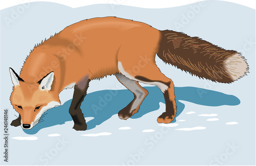 Red Fox Vector Illustration