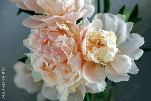 Fototapeta Naklejka Na Ścianę i Meble -  Peonies bouquet, front view