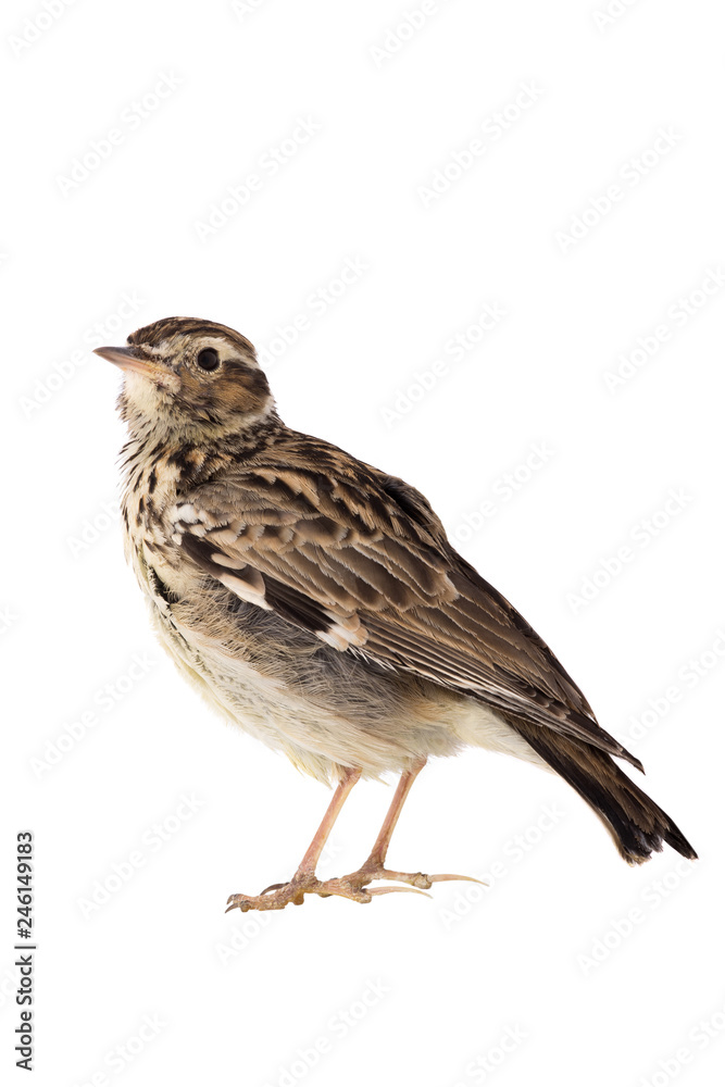 Wood Lark