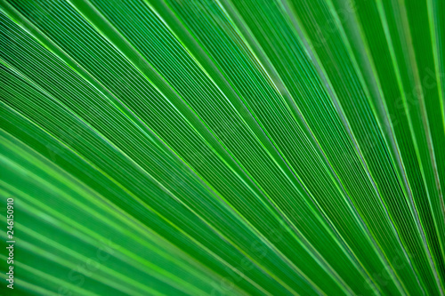 green palm leaf abstract background