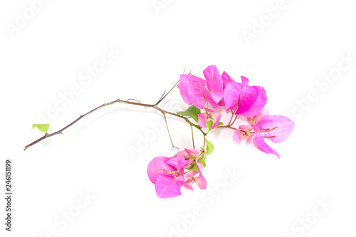 Bougainvillea hybrid Close up