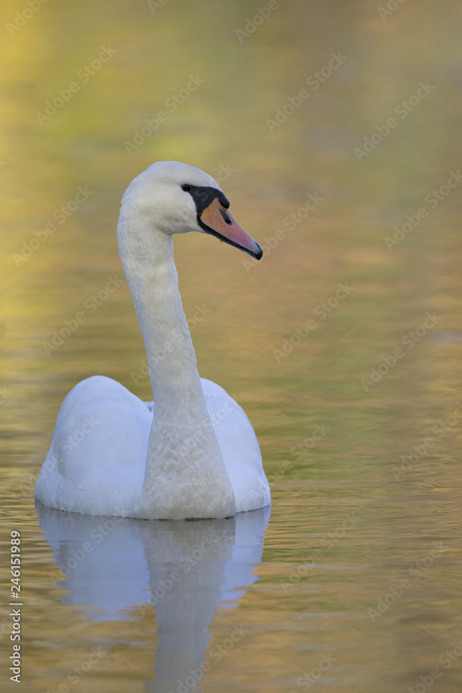 Obraz premium An elegant mute swan (Cygnus olor) swimming in morning light in a lake with bright colors. 
