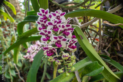 Beautiful orchid park has Rhynchostylis gigantea flower in spring season at Ratchaburi Province of Thailand