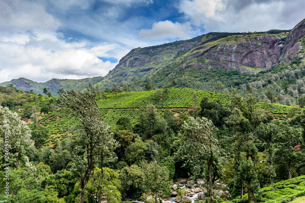 Lush green Tea estates of Munnar, Kerala (also known as tea capital of India) during Monsoon season in Kerala, India	