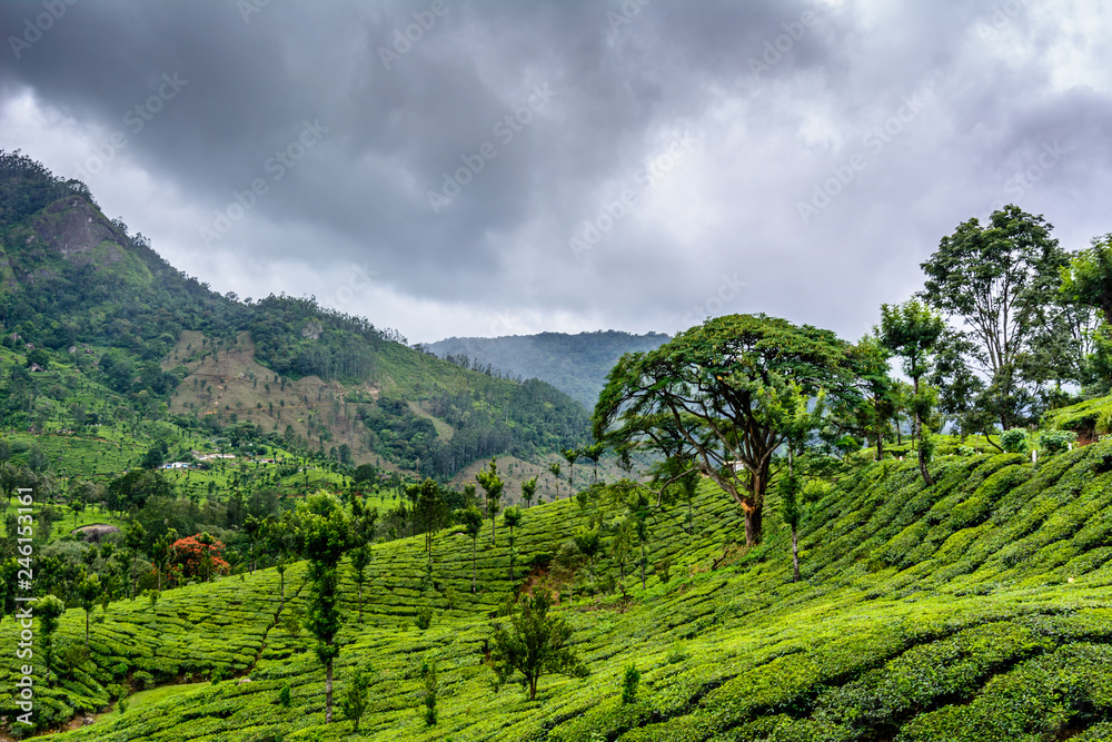 Lush green Tea estates of Munnar, Kerala (also known as tea capital of India) during Monsoon