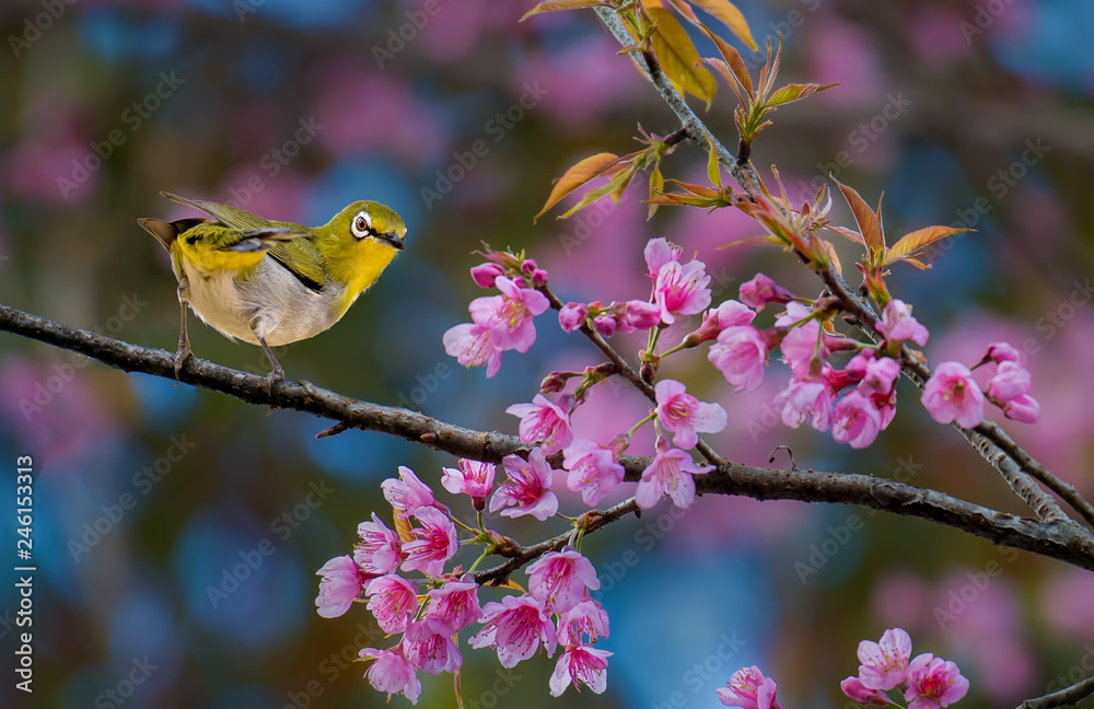 Oriental White-eye with Wild Himalayan Cherry Oriental White-eye with Wild Himalayan Cherry