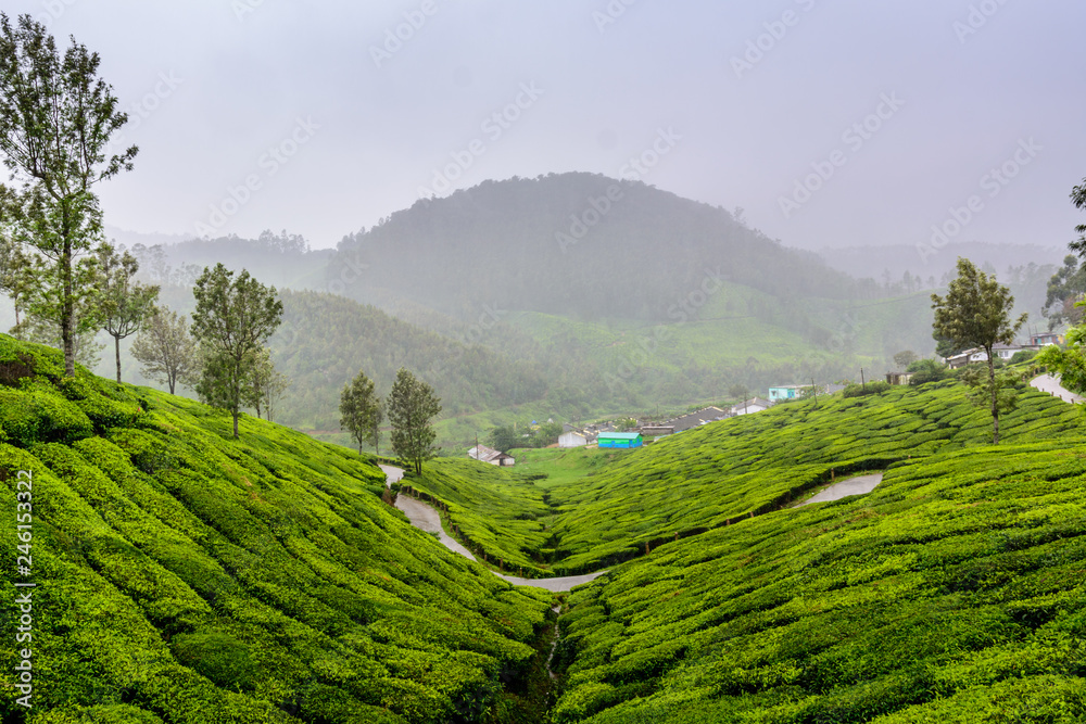 Lush green Tea gardens of Munnar, Kerala (also known as tea capital of India) during Monsoon