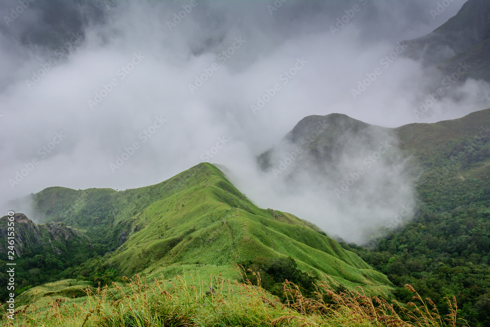 Munnar (also known as tea capital of India) during Monsoon in Kerala, India StockFoto Adobe Stock