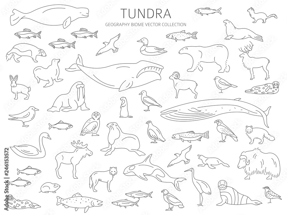 Tundra biome. Simple line style. Terrestrial ecosystem world map