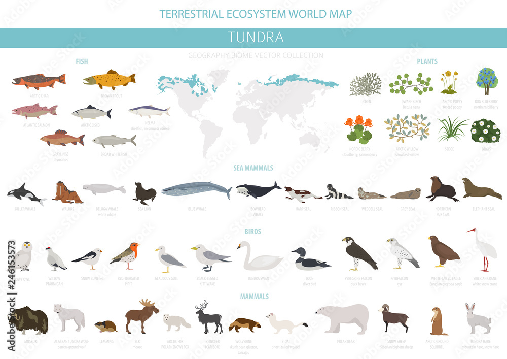 Tundra biome. Terrestrial ecosystem world map. Arctic animals