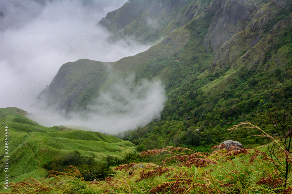 Munnar (also known as tea capital of India) during Monsoon in Kerala, India Stock Photo Adobe