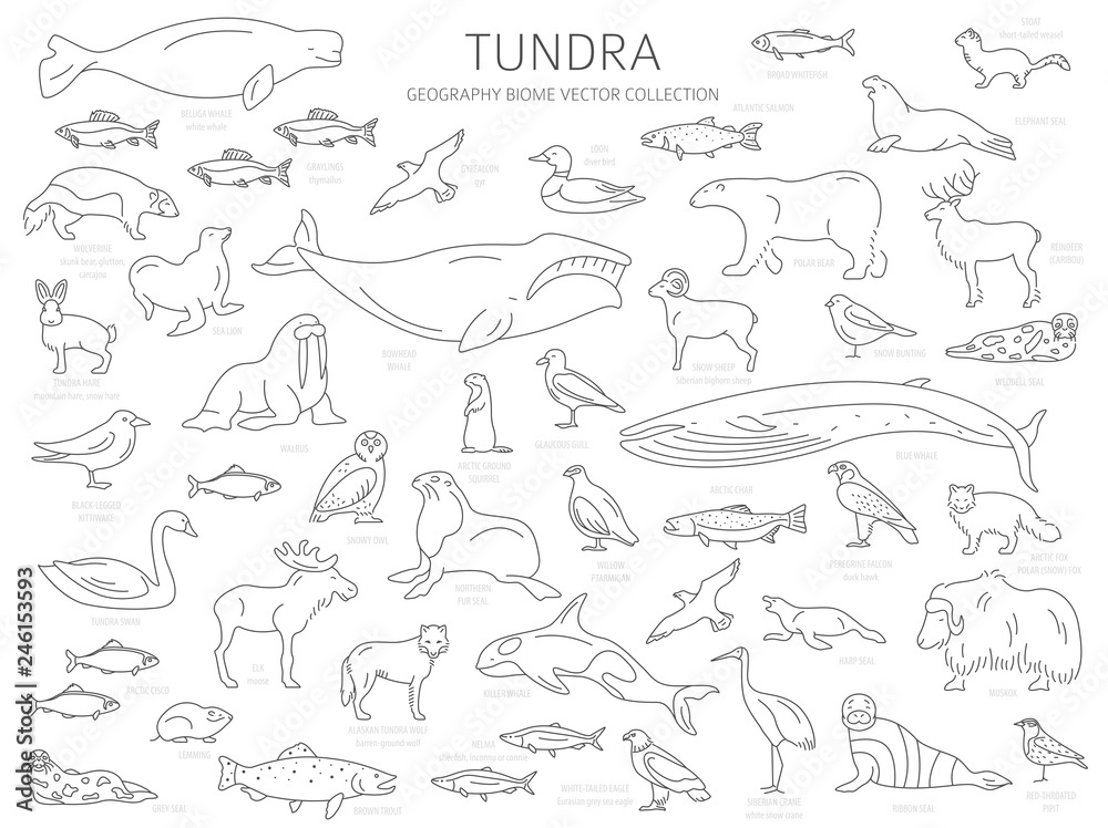 Fototapeta premium Tundra biome. Simple line style. Terrestrial ecosystem world map. Arctic animals, birds, fish and plants infographic design
