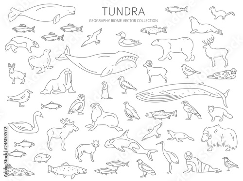 Tundra biome. Simple line style. Terrestrial ecosystem world map. Arctic animals, birds, fish and plants infographic design