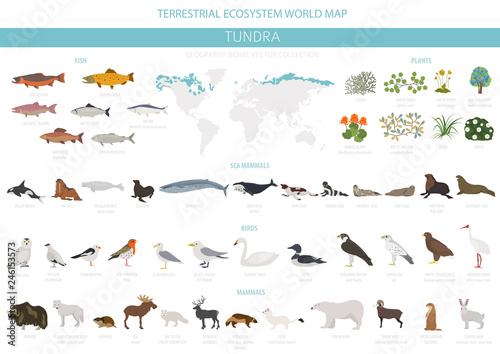 Tundra biome. Terrestrial ecosystem world map. Arctic animals, birds, fish and plants infographic design