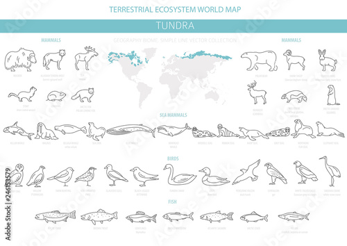 Tundra biome. Simple line style. Terrestrial ecosystem world map. Arctic animals, birds, fish and plants infographic design