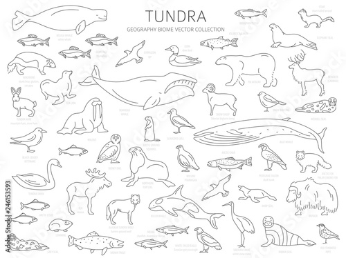 Tundra biome. Simple line style. Terrestrial ecosystem world map. Arctic animals, birds, fish and plants infographic design