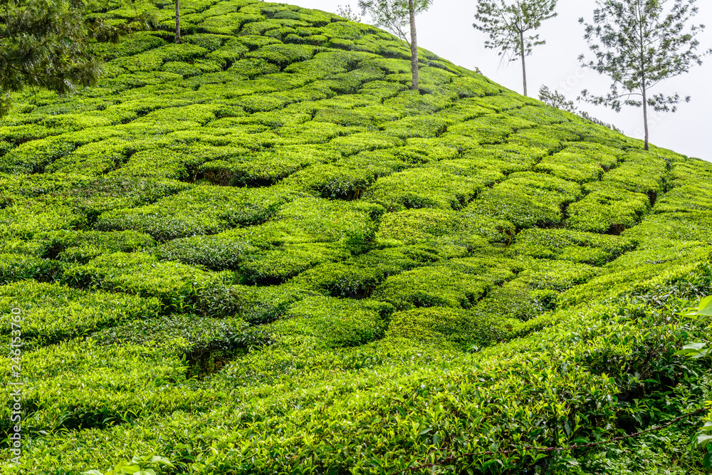 Lush green Tea estates of Munnar, Kerala (also known as tea capital of India) during Monsoon season in Kerala, India