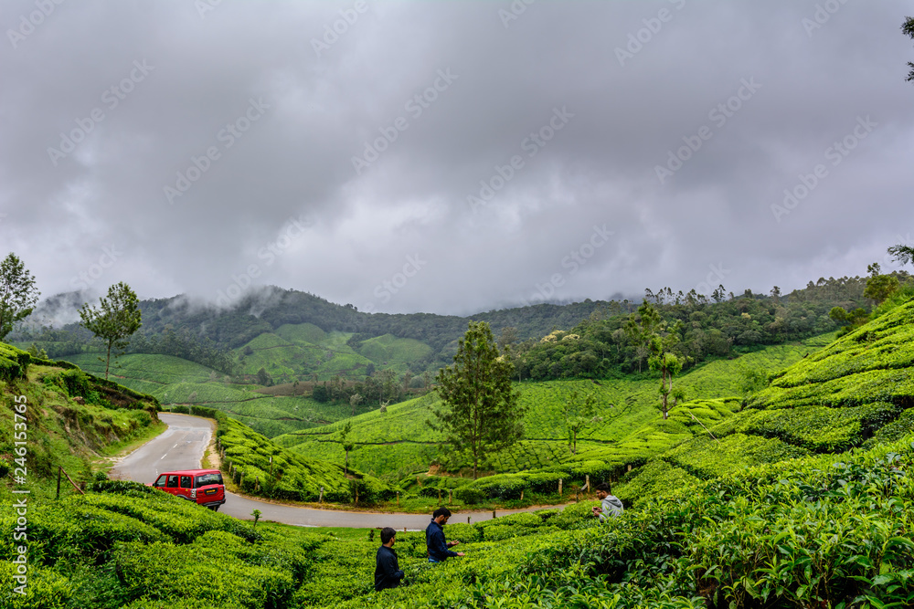 Lush green Tea estates of Munnar, Kerala (also known as tea capital of India) during Monsoon