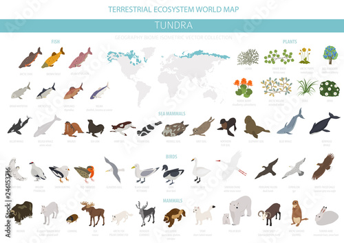Tundra biome. Isometric 3d style. Terrestrial ecosystem world map. Arctic animals, birds, fish and plants infographic design