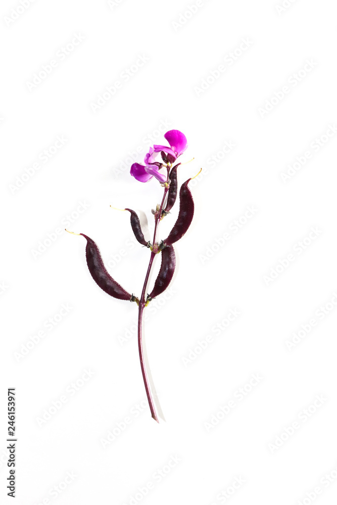 Fototapeta premium Hyacinth bean Close up