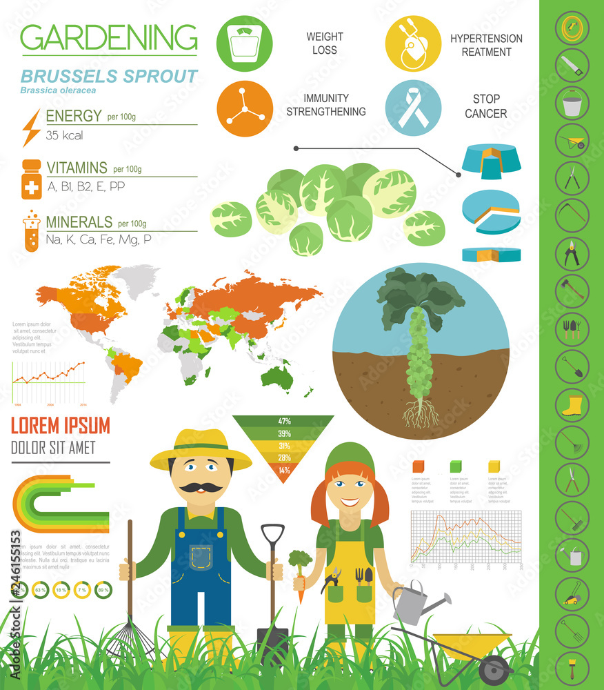 Brussels sprout cabbage beneficial features graphic template. Gardening, farming infographic, how it grows. Flat style design