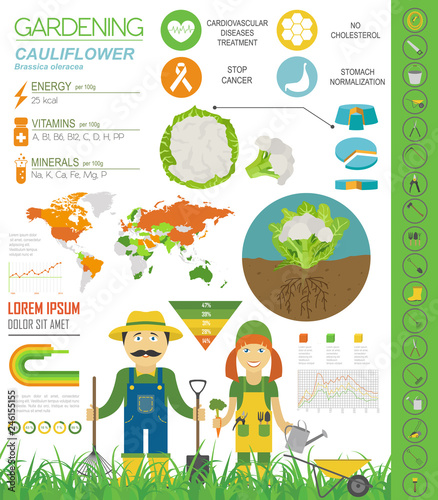 Cauliflower cabbage beneficial features graphic template. Gardening  farming infographic  how it grows. Flat style design