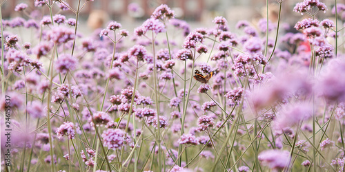 beautiful bright flowers of verbena blooming in the summer city park