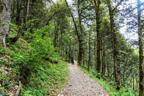 Hiking trek pathway in the dense Himalayan forest 