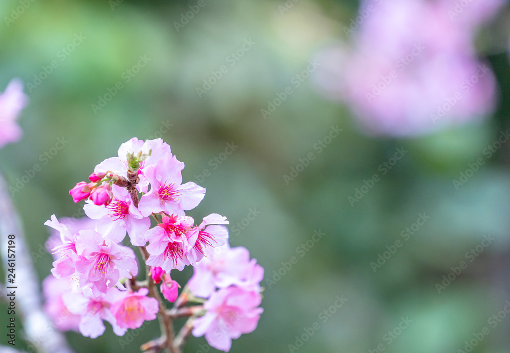 Beautiful cherry blossoms sakura tree bloom in spring in the park, copy space, close up. Beautiful cherry blossoms sakura tree bloom in spring in the park, copy space, close up.