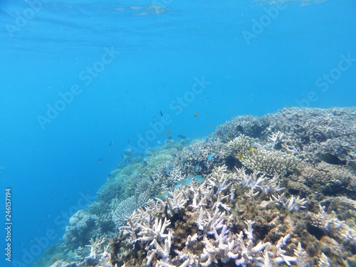 Corail et poissons tropicaux (Mayotte)