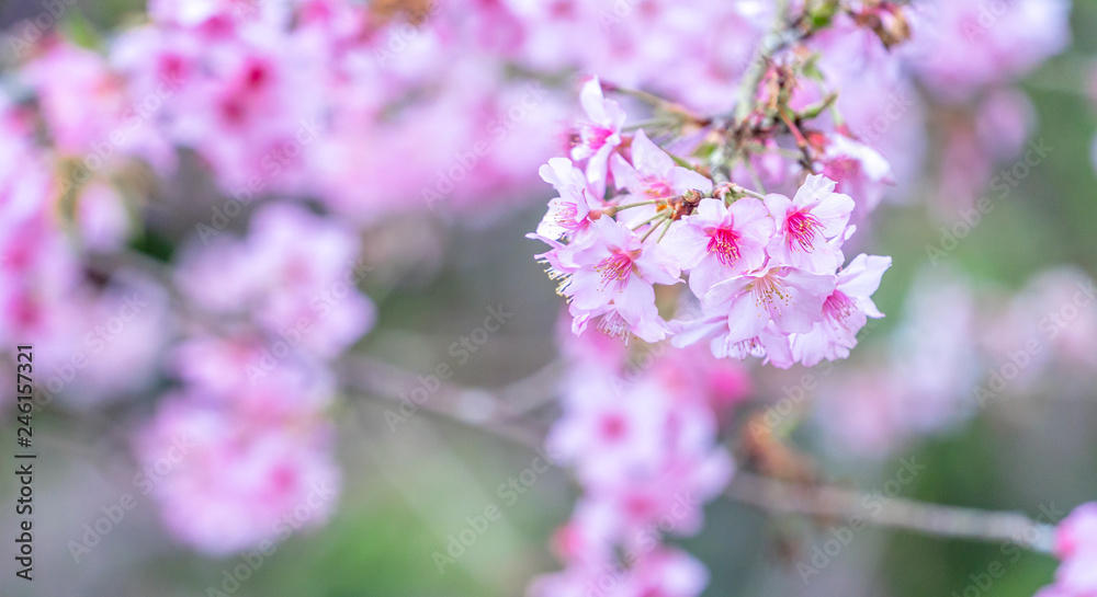 Beautiful cherry blossoms sakura tree bloom in spring in the park, copy space, close up.