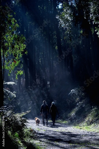 A couple walk their dog through a foggy forest