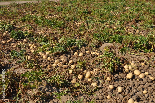 The beautiful Potato in farmland