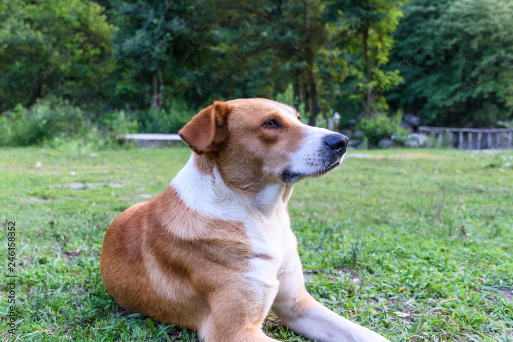 Portrait of local dog in Tirthan Valley, Himachal Pradesh, India Portrait of local dog in Tirthan Valley, Himachal Pradesh, India