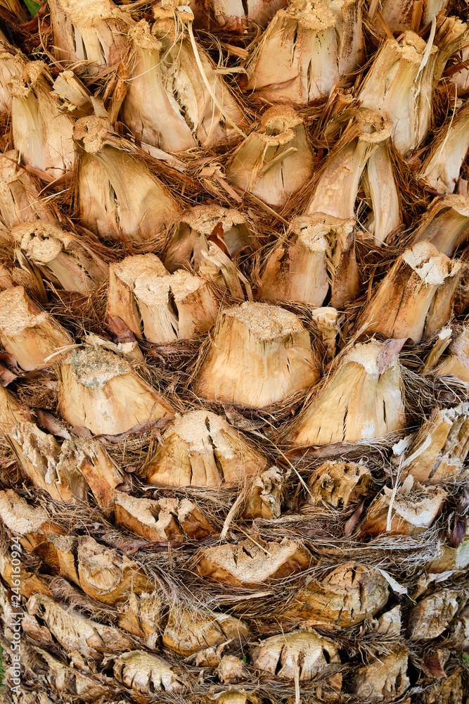 palm tree wooden texture background closeup palm tree wooden texture background closeup