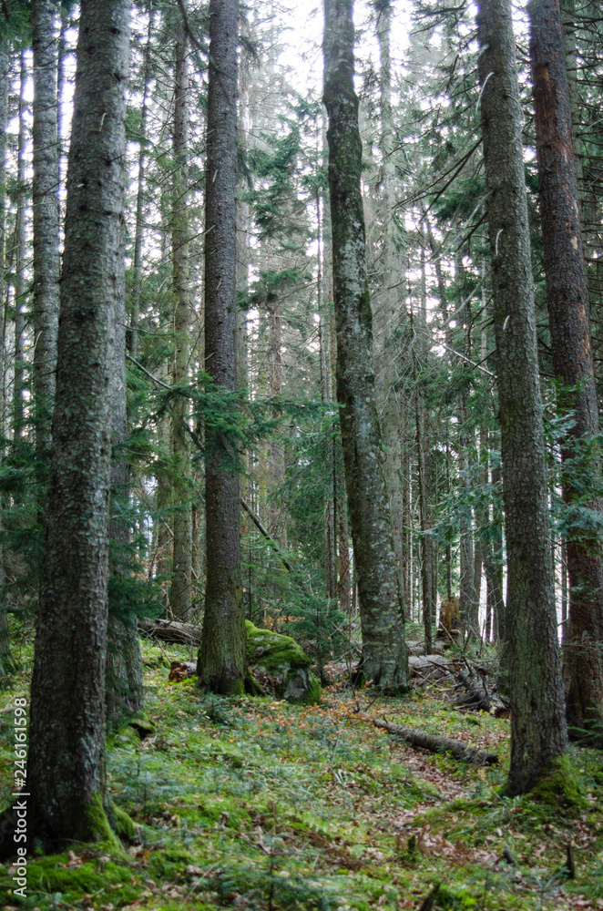 Foggy Beech Forest