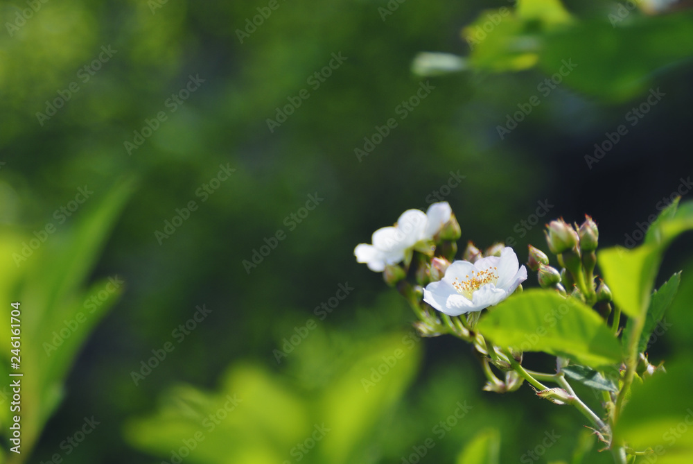 花 素材 花 素材
