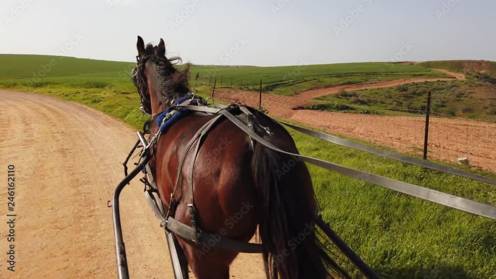 Dark brown horse pulling a Carriage on a dirt path on a sunny day, at 60 fps. Dark brown horse pulling a Carriage on a dirt path on a sunny day, at 60 fps.