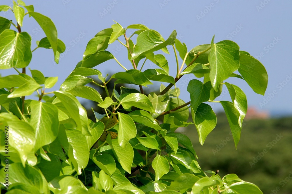 Green plant in Barcelona. Spain