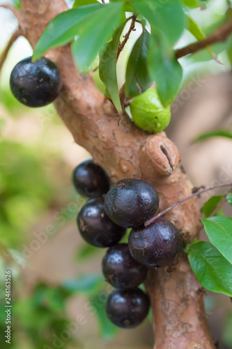 fresh Jabuticaba fruits on tree Plinia cauliflora (Mart.) Kausel Plinia cauliflora, the Brazilian grapetree, jaboticaba jabuticaba