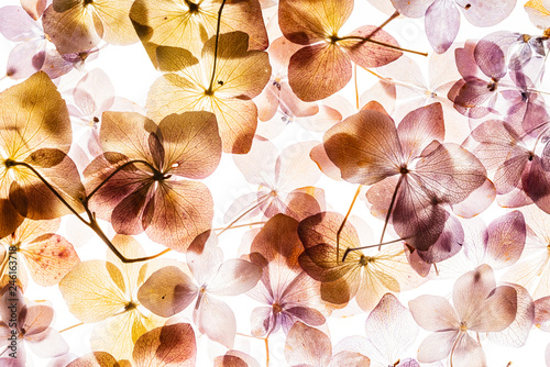 pink hydrangea flowers isolated on the white background
