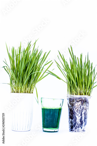 Wheatgrass and its extract/juice isolated on white.Wheatgrass is the freshly sprouted first leaves of the common wheat plant, used as a food, drink, or dietary supplement. photo