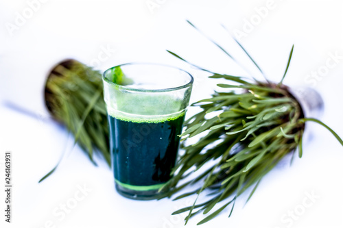 Wheatgrass and its extract/juice isolated on white.Wheatgrass is the freshly sprouted first leaves of the common wheat plant, used as a food, drink, or dietary supplement. photo