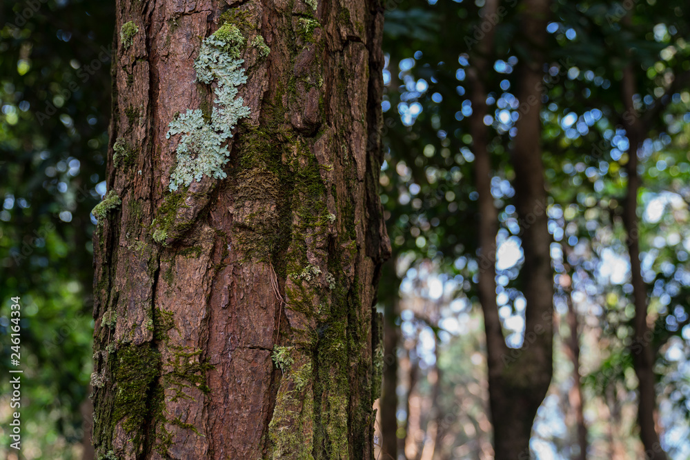 Pine trunk with moss and lichen closeup forest background